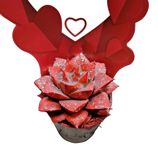 Donáška kvetov - Echeveria - Little Love - slovenske-kvety.sk