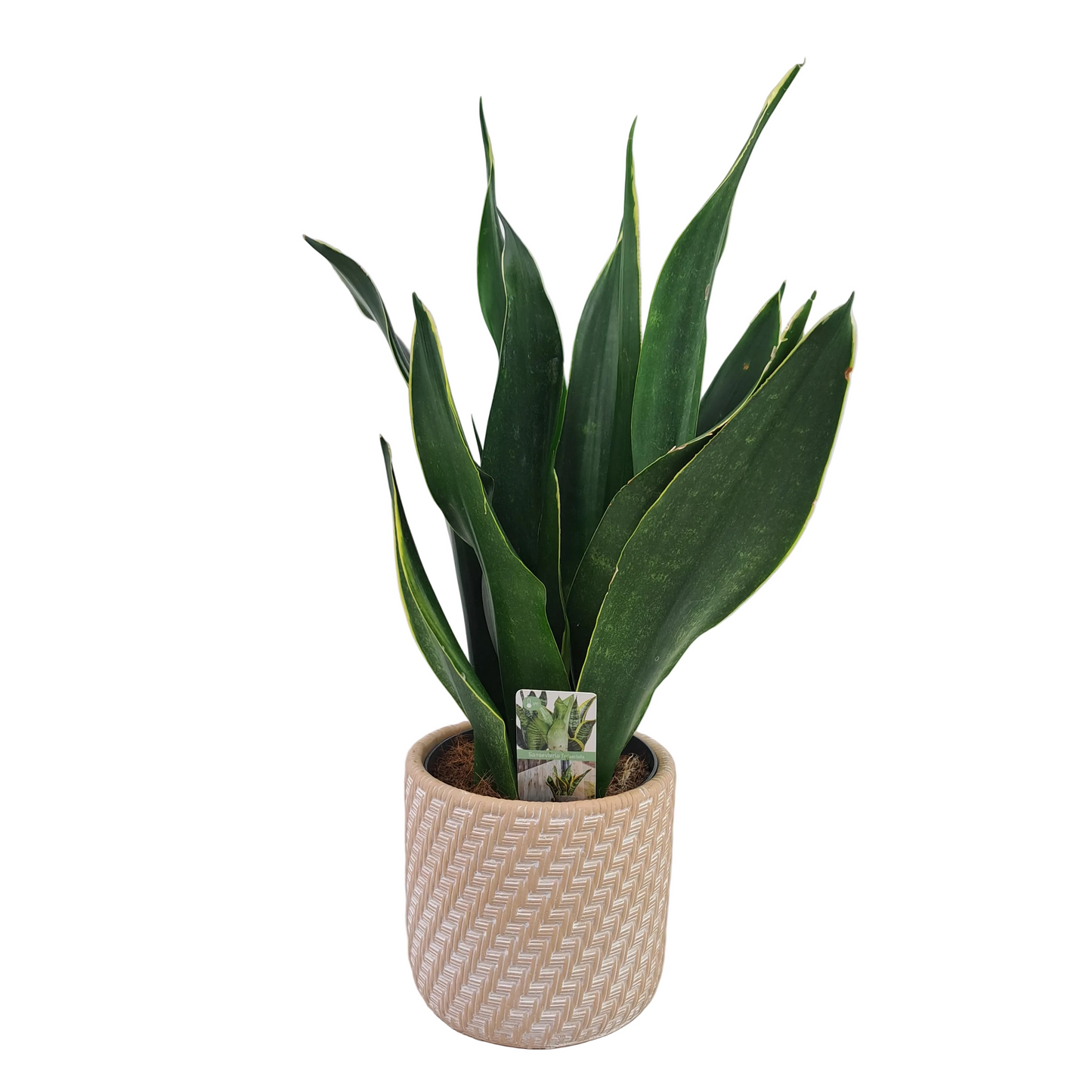 Donáška kvetov - Svokrin jazyk 40cm - slovenske-kvety.sk