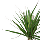 Dracaena marginata 'Bicolor' 45cm