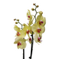 Orchidea 2-stonková Sunny Blush 65cm v keramike