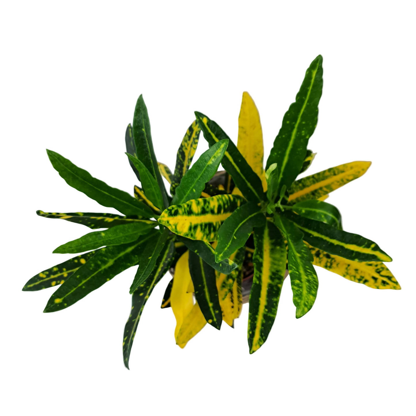Codiaeum - Krotón 35 cm