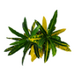 Codiaeum - Krotón 35 cm