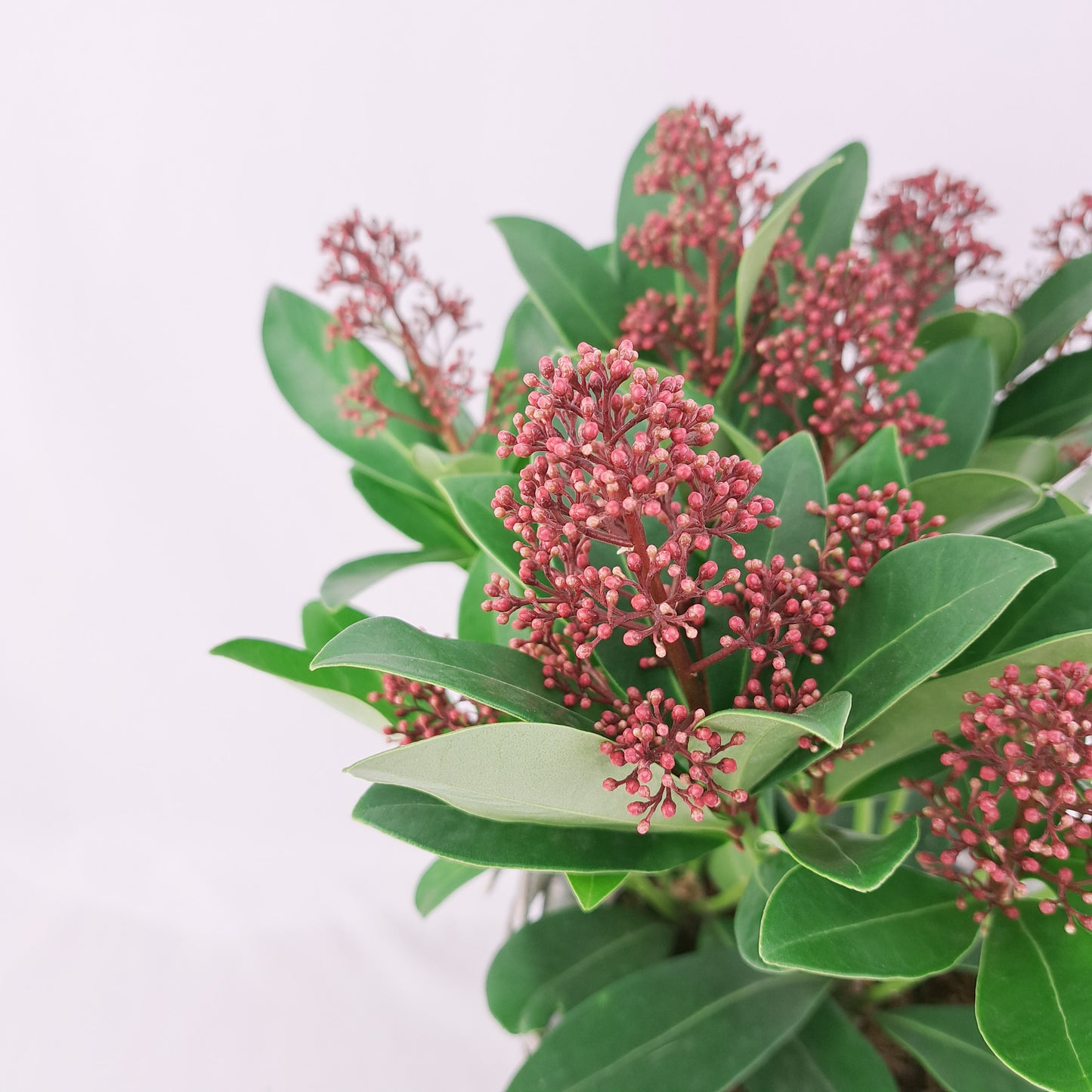 Skimmia japonica Rubella 35cm