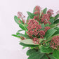 Skimmia japonica Rubella 35cm