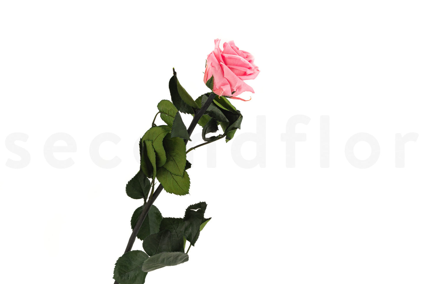 Stabilizovaná ruža na stonke - ETERNAL Flowers