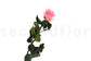 Stabilizovaná ruža na stonke - ETERNAL Flowers