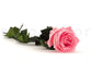 Stabilizovaná ruža na stonke - ETERNAL Flowers