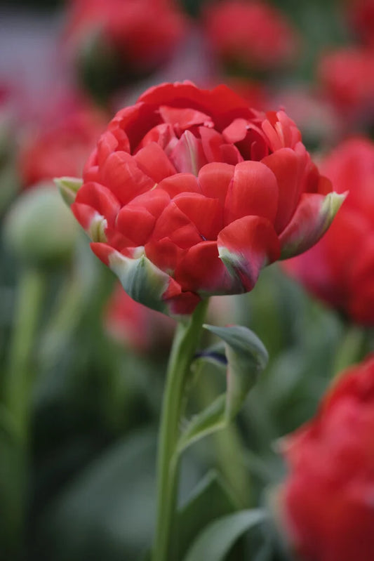 Tulipán Bombastic Red