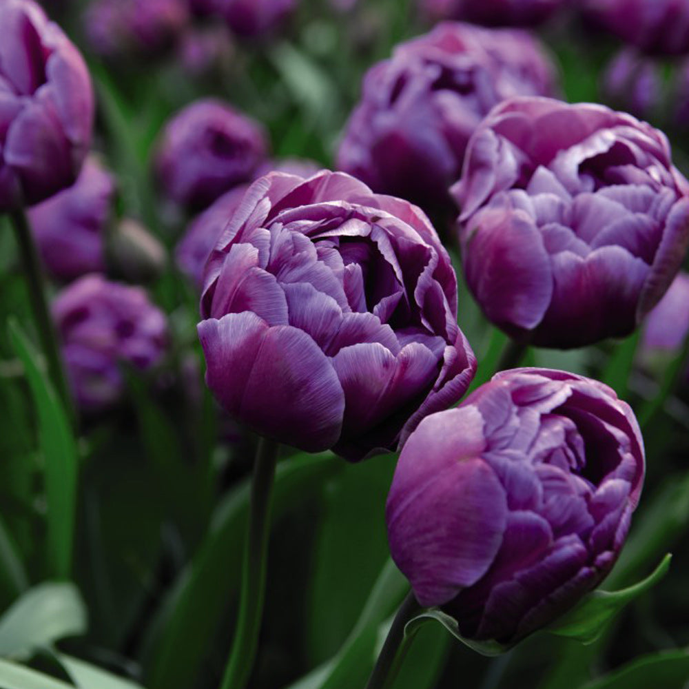 Tulipán Blue Diamond