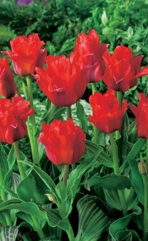 Tulipán Red Riding Hood