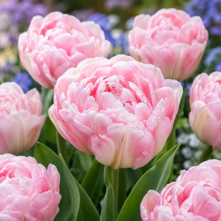 Tulipán Angelique