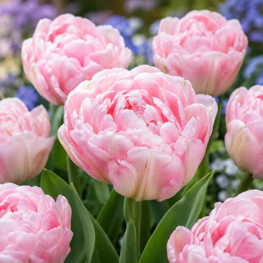 Tulipán Angelique
