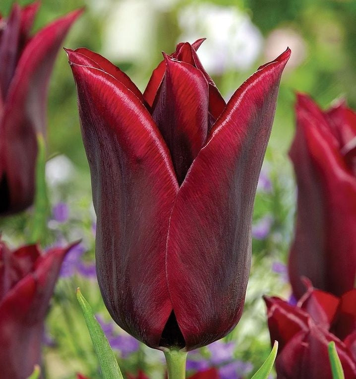 Tulipán Lasting Love