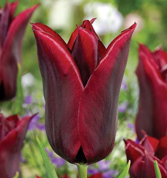 Tulipán Lasting Love