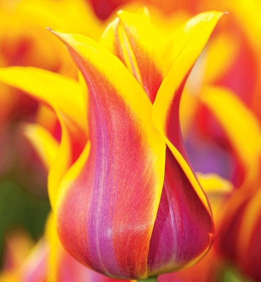 Tulipán Sonnet