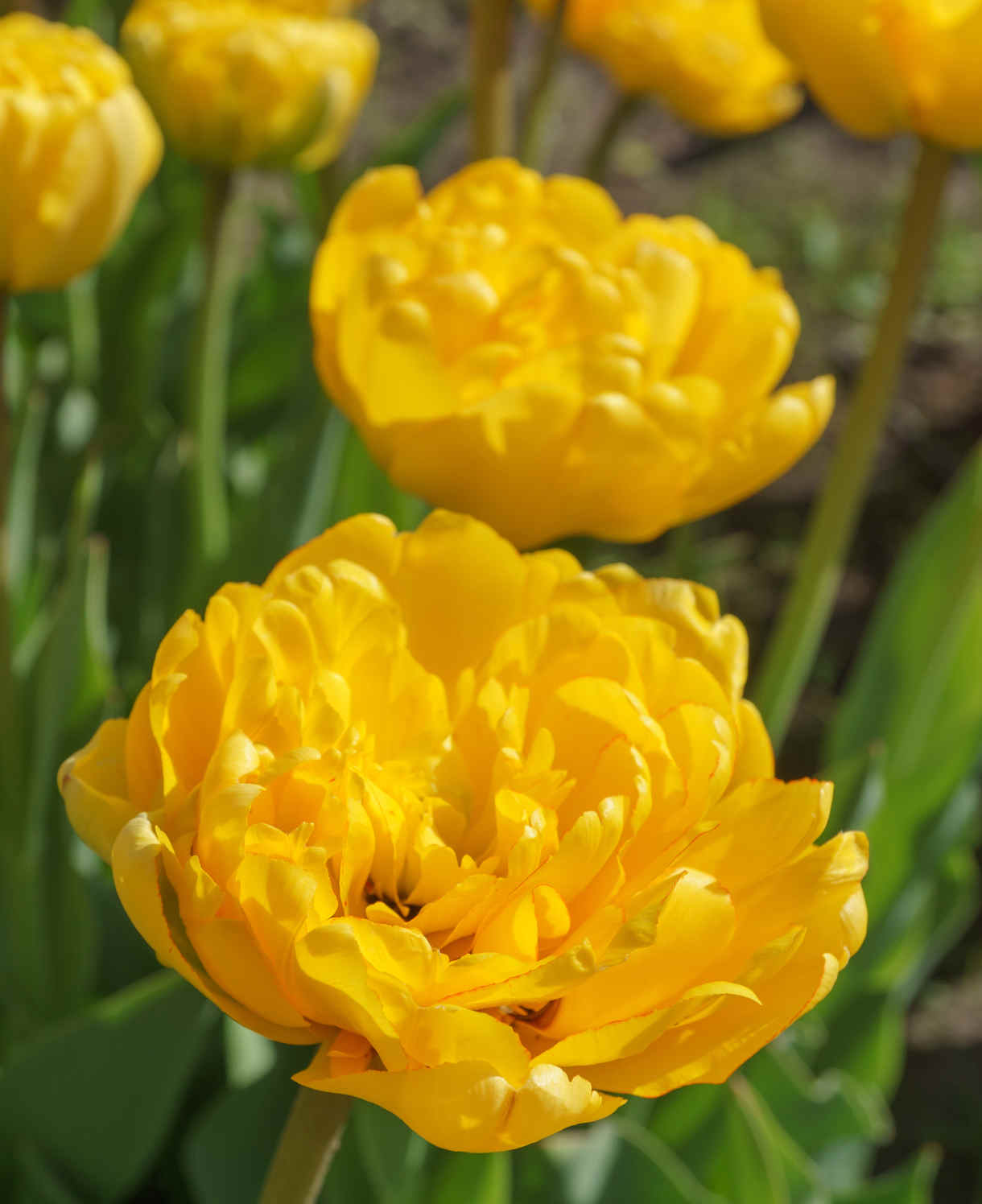 Tulipán Yellow Margarita