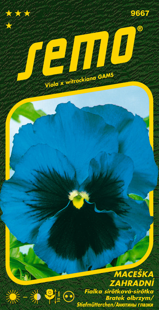 SEMO - Sirôtka veľkokvetá - Modrá
