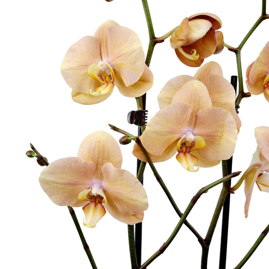 Orchidea 2-stonková 65cm Alžbeta marhuľová