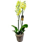 Orchidea 2-stonková 60cm Eva zeleno-žltá