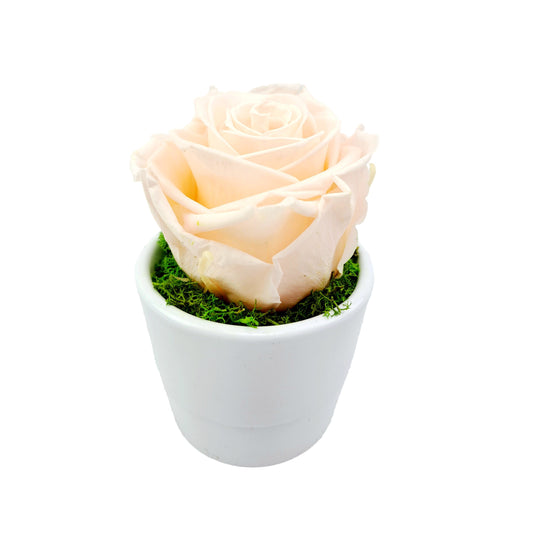 Stabilizovaná ruža v keramike - Marhuľová