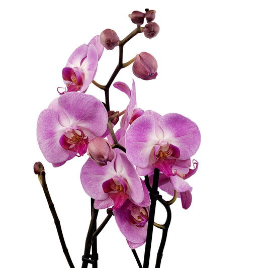 Orchidea 2-stonková 60cm Júlia