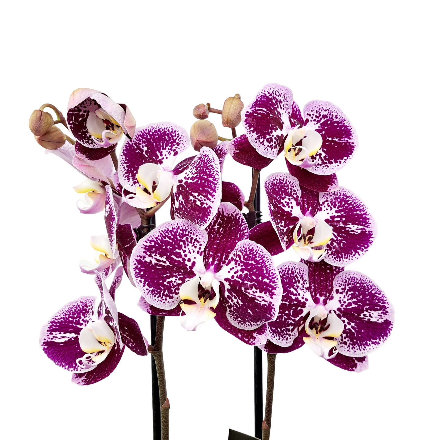 Donáška kvetov - Orchidea 2-stonková 65cm Lucia - slovenske-kvety.sk