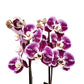 Donáška kvetov - Orchidea 2-stonková 65cm Lucia - slovenske-kvety.sk