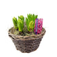 Hyacinty v prútenom košíku ružové