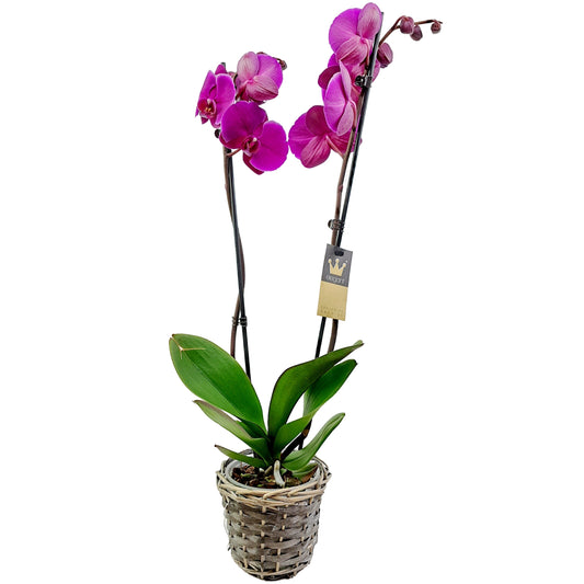 Orchidea 2-stonková 60cm Zuzana