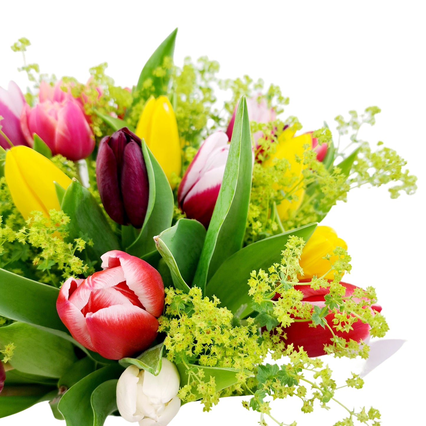 NOVINKA 25 farebných tulipánov s alchemilkou