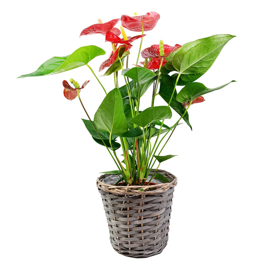 Antúria červená 60cm