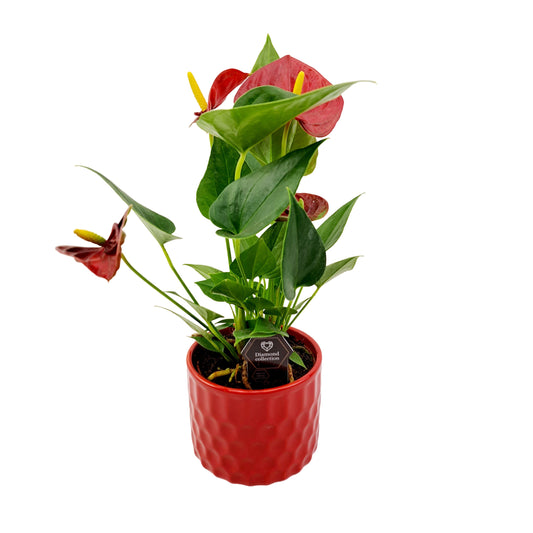Mini Antúria v červenom kvetináči