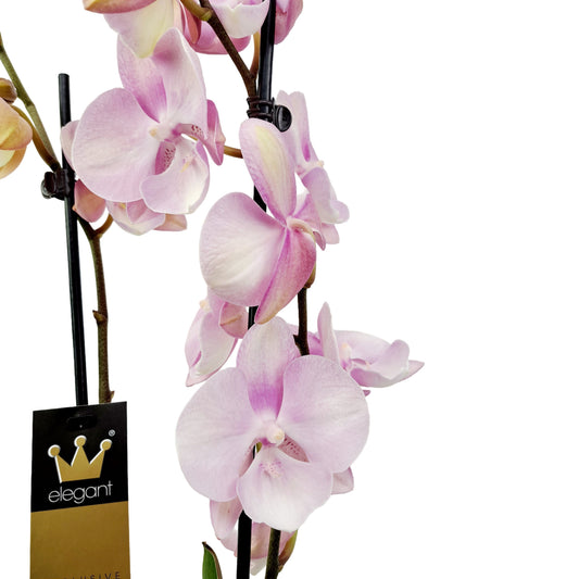 Donáška kvetov - Orchidea 2-stonková 70cm Viktória - slovenske-kvety.sk