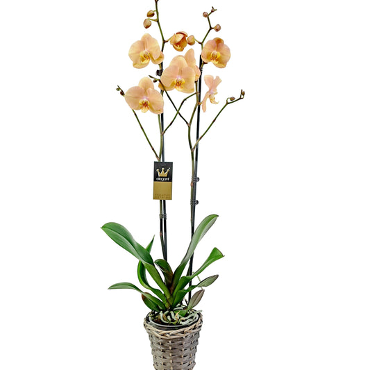 Orchidea 2-stonková 65cm Alžbeta marhuľová
