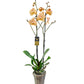 Orchidea 2-stonková 65cm Alžbeta marhuľová