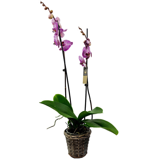 Orchidea 2-stonková 60cm Martina