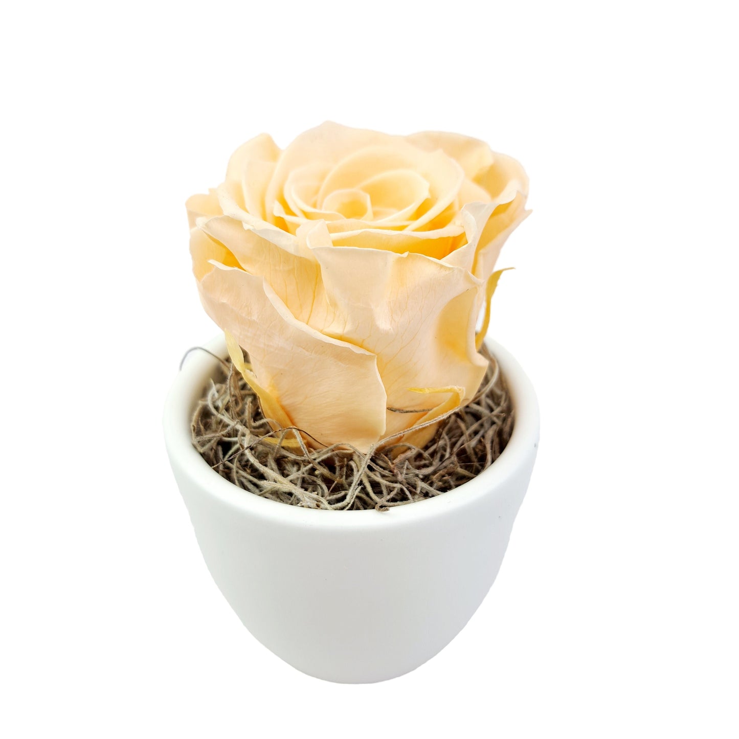 Stabilizovaná ruža v keramike - Broskyňová