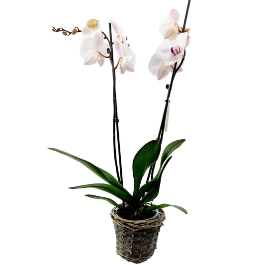 Orchidea 2-stonková 65cm Eva