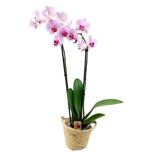 Orchidea mix 2-stonková 60cm