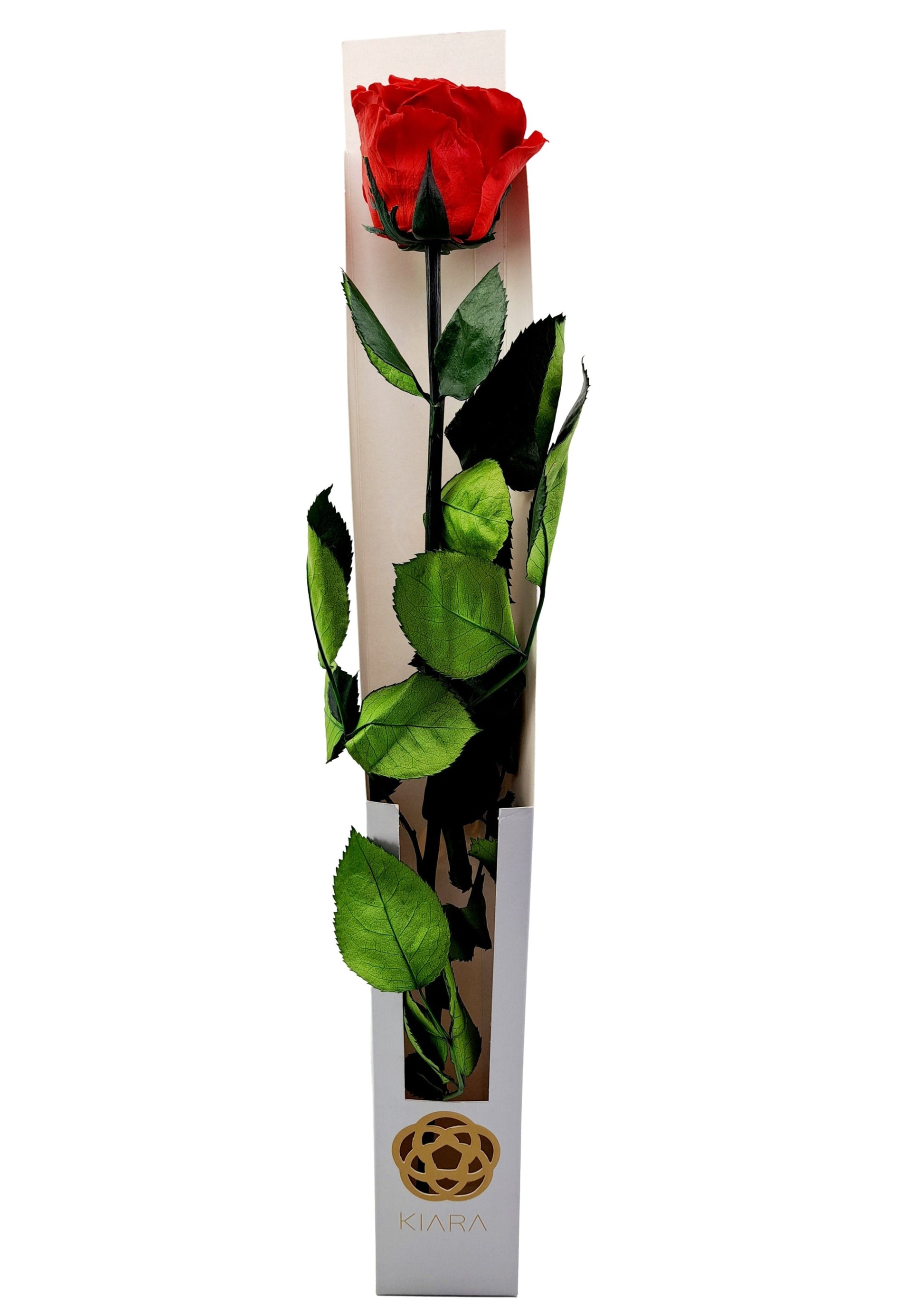 Donáška kvetov - Stabilizovaná ruža na stonke - ETERNAL Flowers - slovenske-kvety.sk