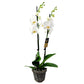 Orchidea 2-stonková biela Elegant 65cm
