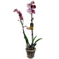 Orchidea 2-stonková 60cm Beáta