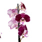 Orchidea 2-stonková 60cm Beáta