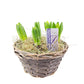 Hyacinty v prútenom košíku biele