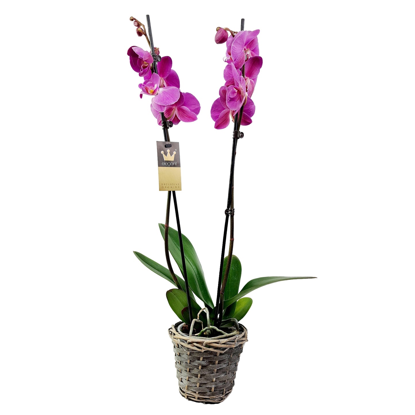 Orchidea 2-stonková 65cm Helena