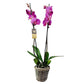 Orchidea 2-stonková 65cm Helena