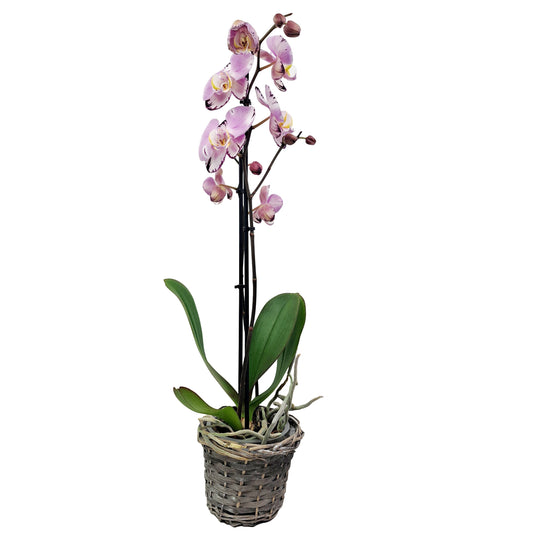Orchidea 2-stonková 70cm Mirka