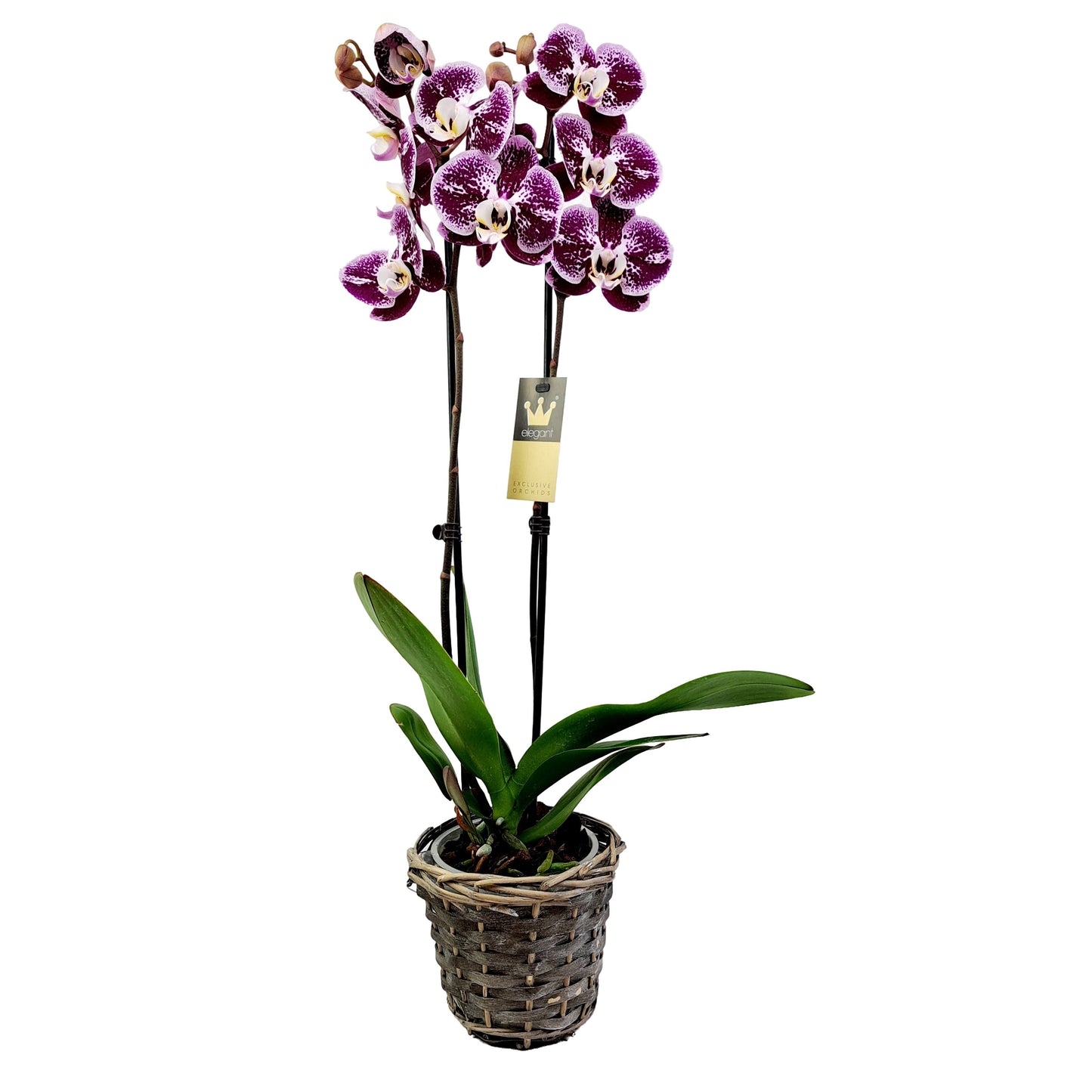 Donáška kvetov - Orchidea 2-stonková 65cm Lucia - slovenske-kvety.sk