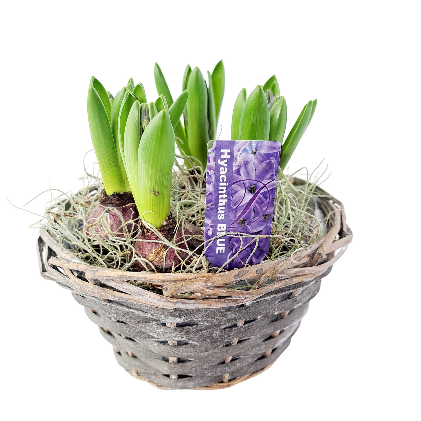 Hyacinty v prútenom košíku fialové