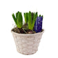 Hyacinty v prútenom košíku fialové